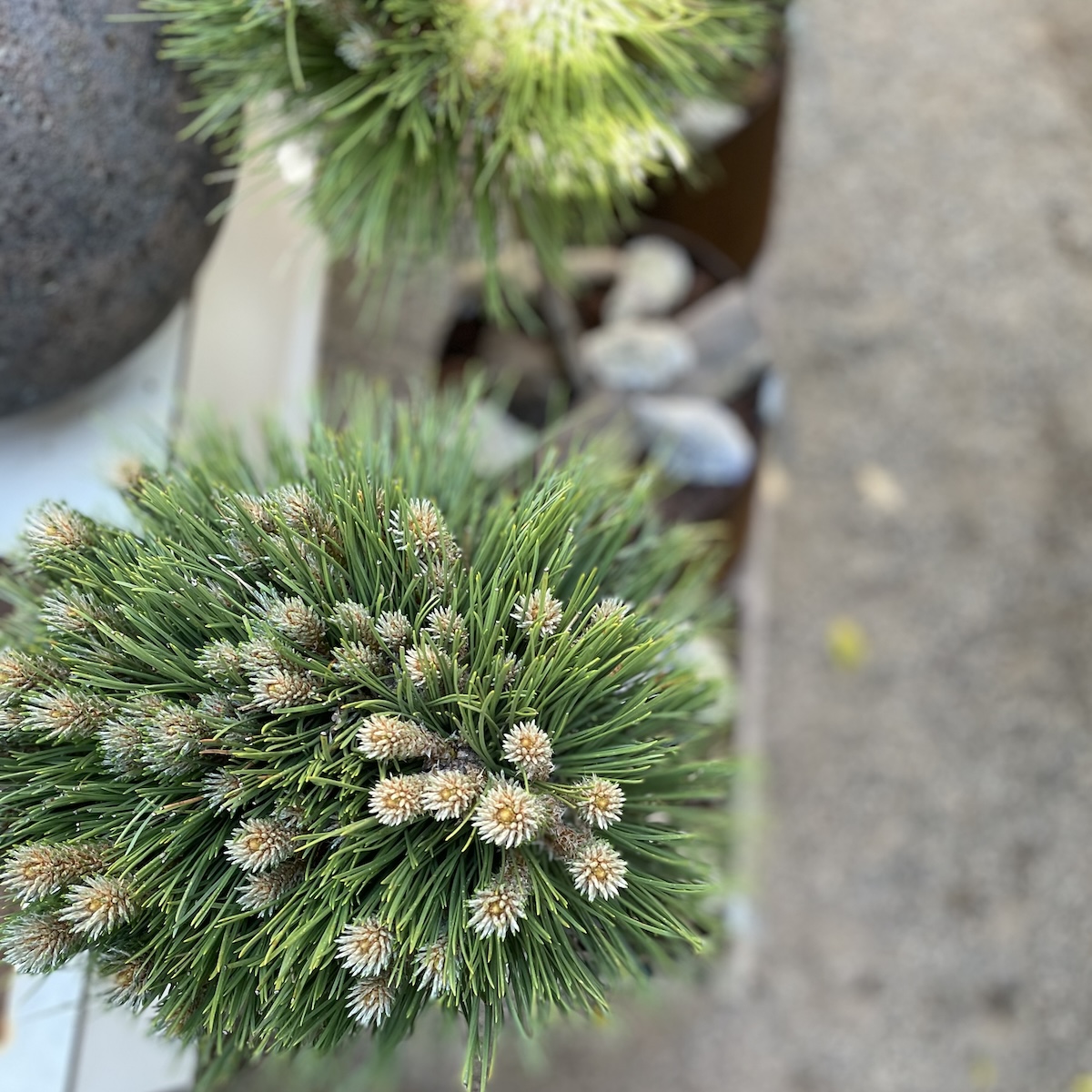 Jan Munch Blomster Gården 1